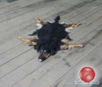 Избавимся от Вашего питомца