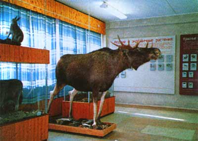 Музей природы в Кандалакше