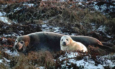 Серый тюлень, фото Р. Чемякина