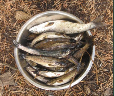 ������� ����